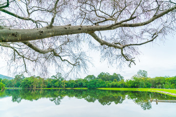 Beautiful green park with lake , Ang Kaew at Chiang Mai Universi