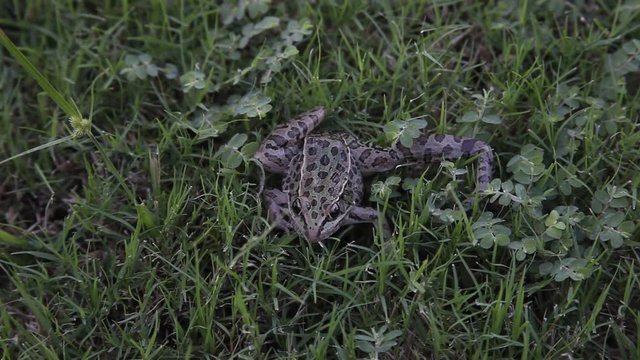 Leopard Frog with broken leg.