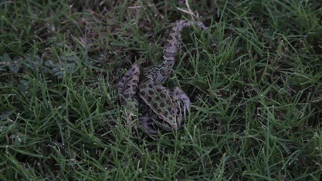 Leopard Frog with broken leg.