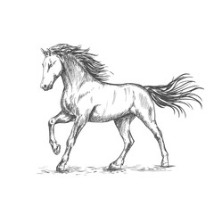 Fototapeta na wymiar White horse with stamping sketch portrait