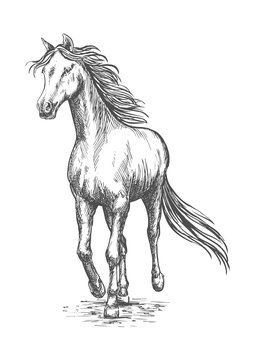 Horse gallop running. Pencil sketch portrait