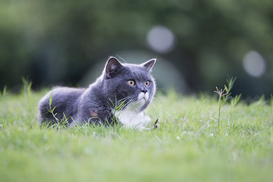 The gray cat in the grass