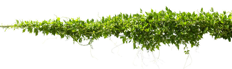 vine plants isolate on white background - Powered by Adobe