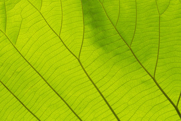 Fototapeta na wymiar Green Leaf texture background
