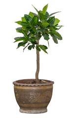 Tree isolated on white background