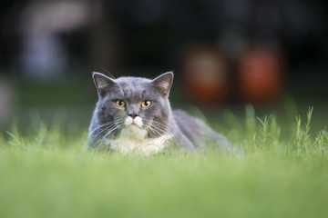 Naklejka na ściany i meble The gray cat in the grass
