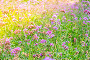 Beautiful pink  bunch flowers on green grass background .
