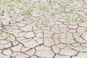 Dry cracked soil detail surface background