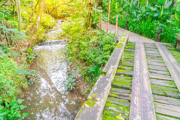Wooden bridge in tropical green forest covered with  moss .