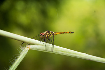 dragonfly outdoor