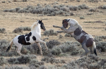 Mustang Fight