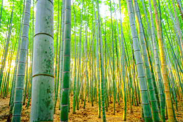 Bamboo forest with sunny in morning