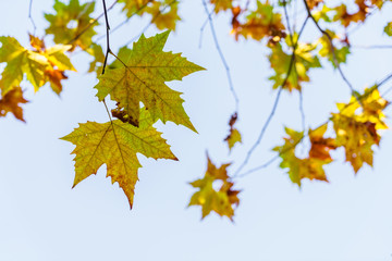 Beautiful Colorful Autumn Leaves
