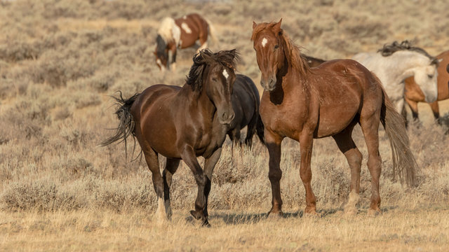 Mustangs Images – Browse 66,433 Stock Photos, Vectors, and Video ...