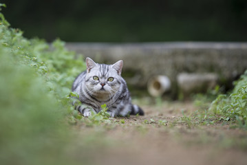 The cat lying on the grass