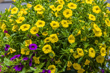 Obraz premium Colorful petunia plants in full bloom