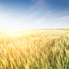 Field of ripe wheat with blue sky in sunset beams