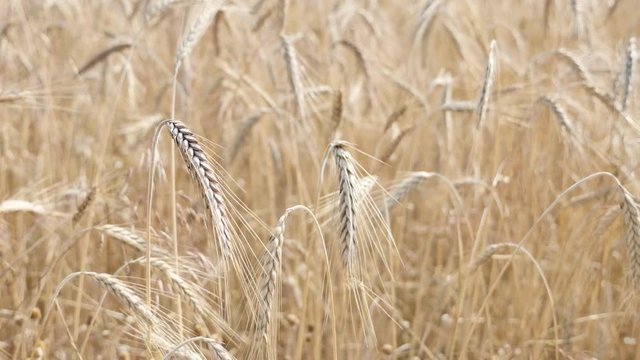 Organic wheat golden fields slow motion moving on the wind shallow DOF 1920X1080 HD footage - Ready for harvest riticum genus rye food and cereals crop slow-mo 1080p FullHD video 