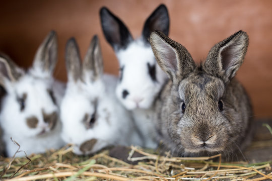 Curious grey bunny with its siblings in the cage