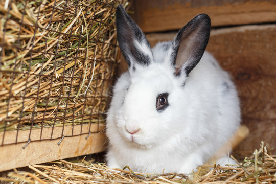 Cute white bunny sitting near basket with hay