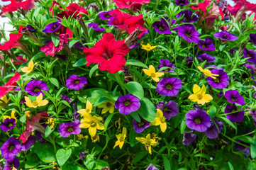 Colorful petunia plants in full bloom