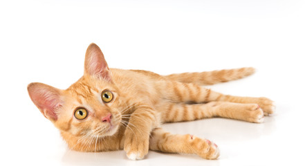 young cute ginger cat looking