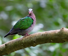 little bird sitting on a tree in forest