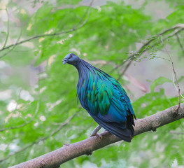 nicobar pigeon on a tree in forest