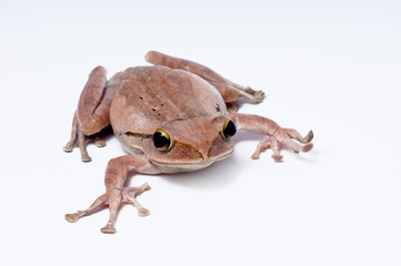 frog, tree frog the amphibian