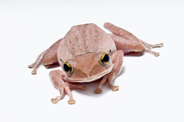 frog, tree frog the amphibian