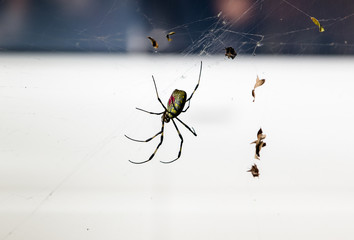 spider on spider web (cobweb)