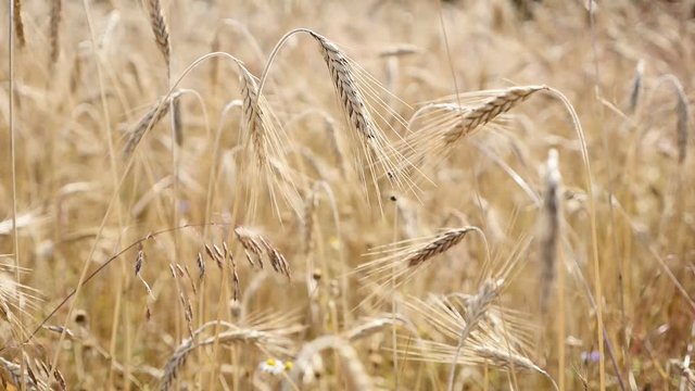 Slow motion organic wheat golden fields on the wind shallow DOF 1920X1080 HD footage - Before harvest riticum genus rye food and cereals crop slow-mo 1080p FullHD video 