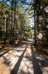 Empty road passing through the forest