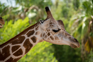 Giraffe