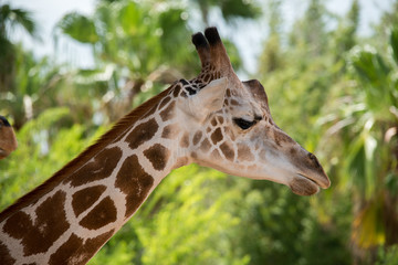 Giraffe