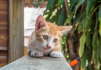 Fototapeta na wymiar Little kitten sit on outdoor corridor