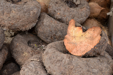 Fototapeta premium Amorphophallus paeoniifolius or elephant foot yam