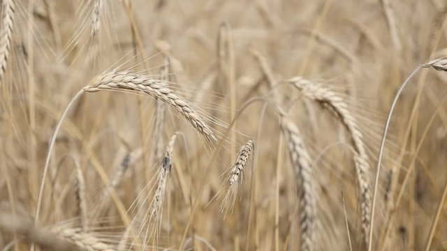 Wheat slow motion of golden fields on the wind shallow DOF 1920X1080 HD footage - Before harvest organic riticum genus rye food and cereals crop slow-mo 1080p FullHD video 