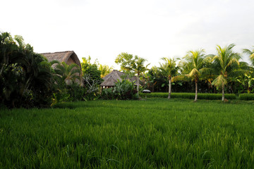 rice field