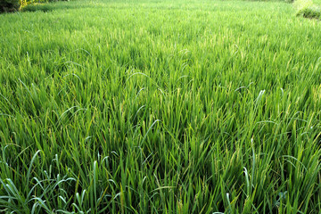 rice field
