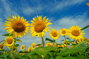 太陽に向かってリズミカルに花を広げるヒマワリ
青空に大きな花を咲かせるヒマワリに元気をもらった。