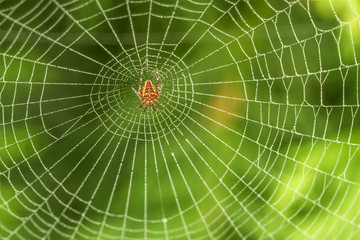 Spider web in the middle