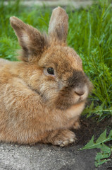 Rabbit