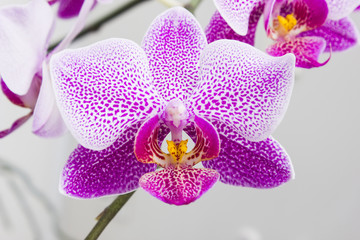 Fototapeta na wymiar flowers orchids