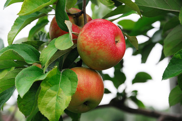 red apples on the tree