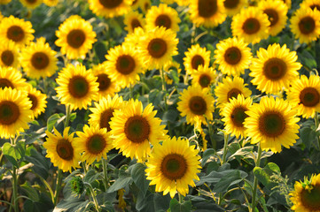 Obraz premium sunflower blooming in the field in summer