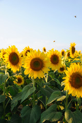 Naklejka premium sunflower blooming in the field in summer