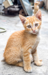 Cute brown kitten sit on concrete floor