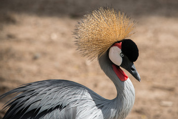 Grey Crowned Crane