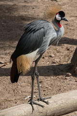 Fototapeta premium Grey crowned crane